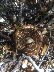 Austropaxillus squarrosus