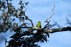Cyanoramphus auriceps
