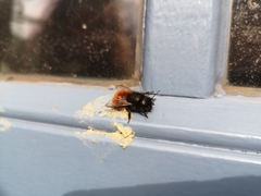 Osmia cornuta