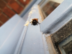 Osmia cornuta
