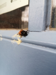Osmia cornuta
