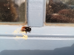 Osmia cornuta