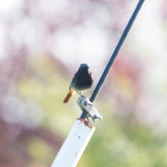 Phoenicurus ochruros