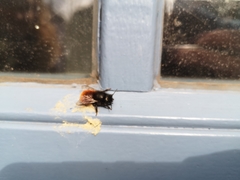 Osmia cornuta
