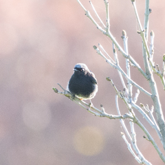 Phoenicurus ochruros