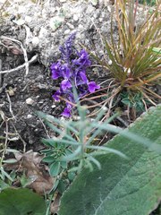 Linaria elegans