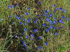 Glandora prostrata lusitanica