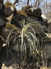 Tillandsia exserta