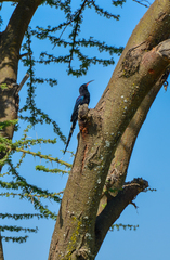 Phoeniculus somaliensis