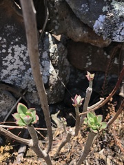 Echeveria chapalensis