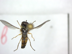 Melanostoma mellinum