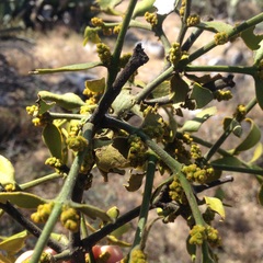 Phoradendron brachystachyum