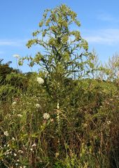 Cirsium candelabrum