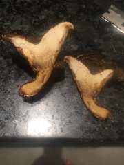 Austropaxillus squarrosus