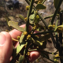 Phoradendron brachystachyum