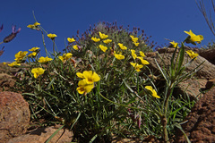 Viola langeana