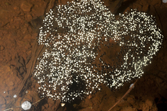 Hydrophylax bahuvistara