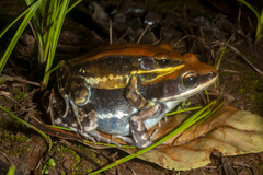 Hydrophylax bahuvistara