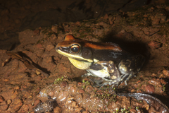 Hydrophylax bahuvistara