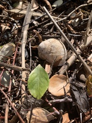 Helix pomatia