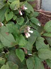 Symphytum × hidcotense