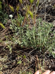 Cryptantha intermedia intermedia