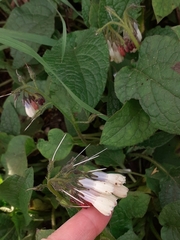 Symphytum × hidcotense