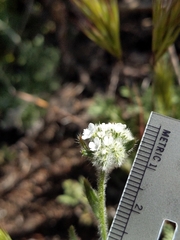 Cryptantha intermedia intermedia