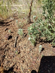 Cryptantha intermedia intermedia