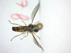 Melanostoma mellinum