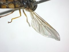 Melanostoma mellinum