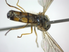 Melanostoma mellinum