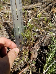 Apiastrum angustifolium