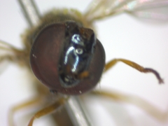 Melanostoma mellinum