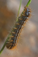 Malacosoma alpicolum