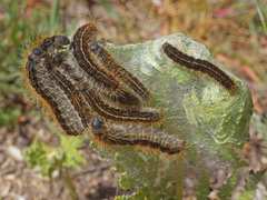 Malacosoma alpicolum