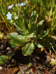 Myosotis cespitosa