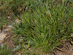 Carex binervis