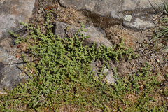 Herniaria lusitanica