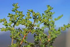 Herniaria lusitanica