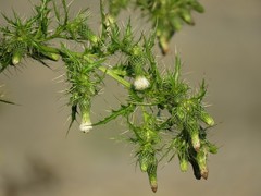 Cirsium candelabrum