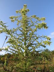 Cirsium candelabrum