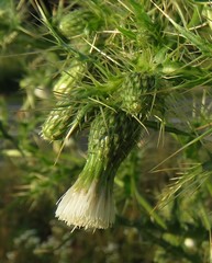 Cirsium candelabrum