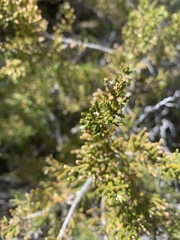 Pherosphaera hookeriana