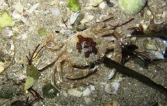 Liocarcinus marmoreus