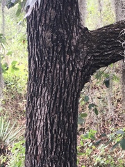 Quercus polymorpha