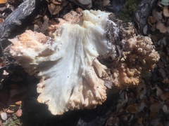 Ramaria basirobusta