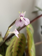 Maranta leuconeura