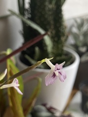 Maranta leuconeura