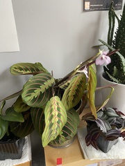 Maranta leuconeura